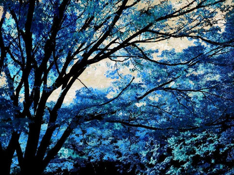 Blue Forest III Black Ornate Wood Framed Art Print with Double Matting by Scott, Derek