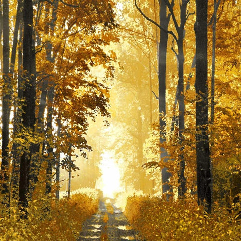 Sunlit Forest I Gold Ornate Wood Framed Art Print with Double Matting by Scott, Derek