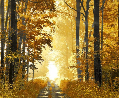 Sunlit Path White Modern Wood Framed Art Print with Double Matting by Scott, Derek