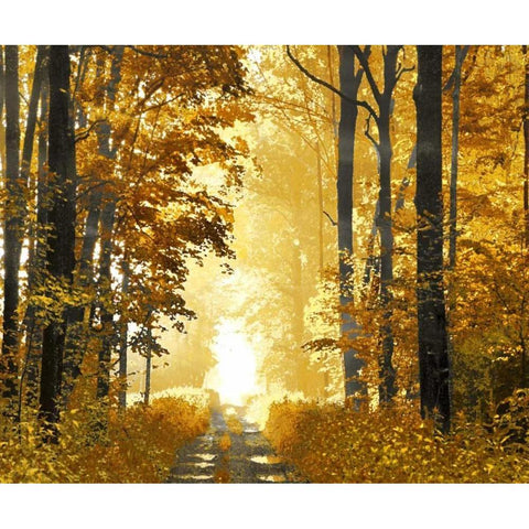 Sunlit Path Black Modern Wood Framed Art Print with Double Matting by Scott, Derek