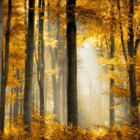 Sunlit Forest II White Modern Wood Framed Art Print by Scott, Derek