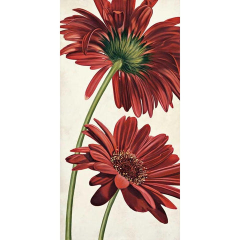 Armonie in rosso Black Modern Wood Framed Art Print with Double Matting by Barberini, Eva