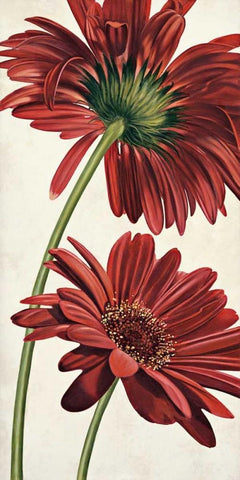 Armonie in rosso White Modern Wood Framed Art Print with Double Matting by Barberini, Eva