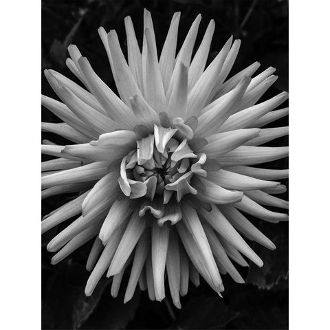 BandW Pop Black Modern Wood Framed Art Print with Double Matting by Bannon, Heidi