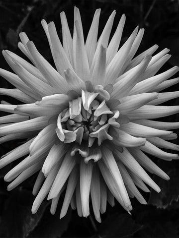 BandW Pop Black Ornate Wood Framed Art Print with Double Matting by Bannon, Heidi