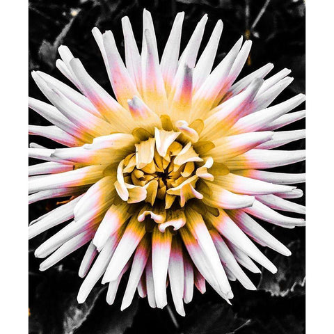 Color Pop Yellow Black Modern Wood Framed Art Print with Double Matting by Bannon, Heidi