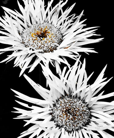 Black and White Awakening Black Ornate Wood Framed Art Print with Double Matting by Bannon, Heidi