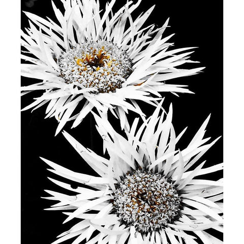 Black and White Awakening Black Modern Wood Framed Art Print with Double Matting by Bannon, Heidi