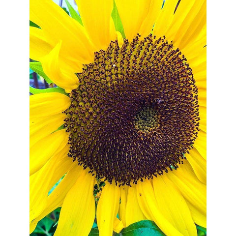 Sunflower Black Modern Wood Framed Art Print by Bannon, Heidi