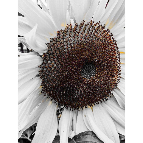 Sunflower White White Modern Wood Framed Art Print by Bannon, Heidi