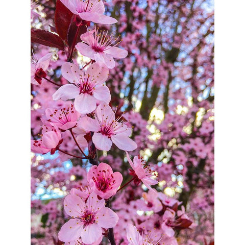 Cherry Blossom Black Modern Wood Framed Art Print by Bannon, Heidi