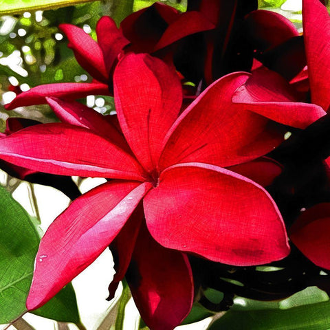 Plumeria in the sun Black Modern Wood Framed Art Print by Bannon, Heidi