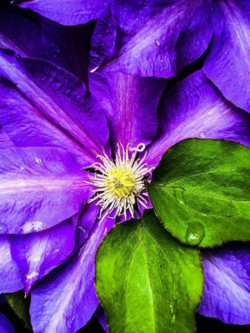 Clematis Spring White Modern Wood Framed Art Print with Double Matting by Bannon, Heidi