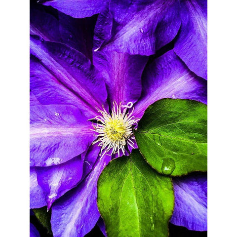 Clematis Spring Black Modern Wood Framed Art Print by Bannon, Heidi