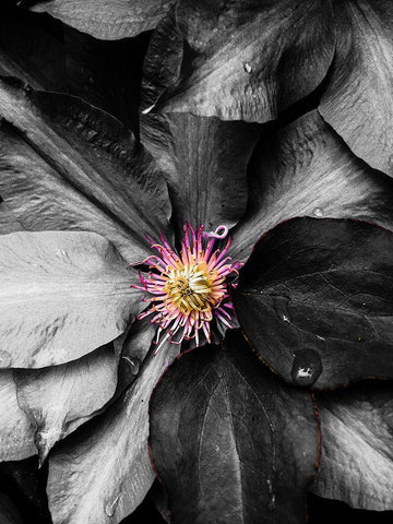 Just a Touch Black Ornate Wood Framed Art Print with Double Matting by Bannon, Heidi