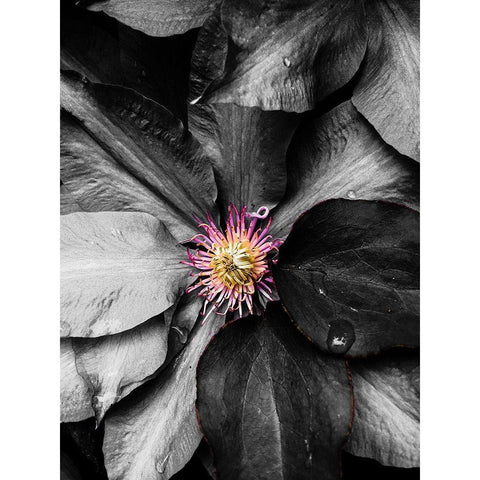 Just a Touch Black Modern Wood Framed Art Print with Double Matting by Bannon, Heidi