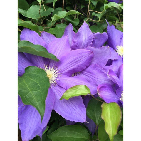 Clematis  Black Modern Wood Framed Art Print with Double Matting by Bannon, Heidi