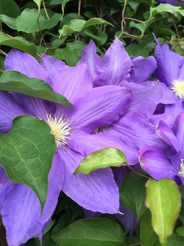 Clematis  White Modern Wood Framed Art Print with Double Matting by Bannon, Heidi
