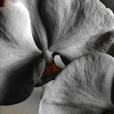 Sugar Orchid Black Modern Wood Framed Art Print by Bannon, Heidi