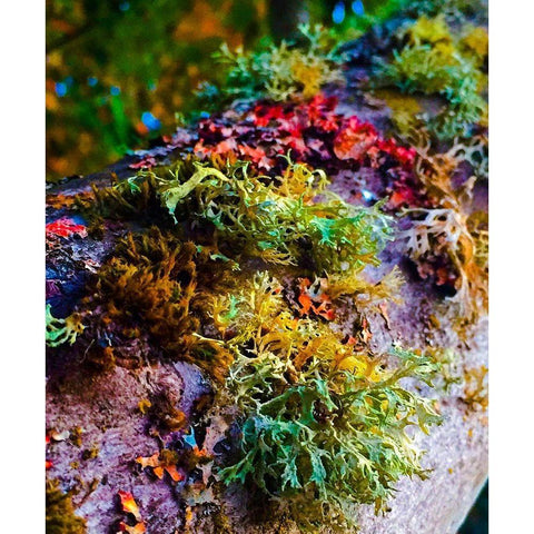 Must Love Moss Black Modern Wood Framed Art Print by Bannon, Heidi