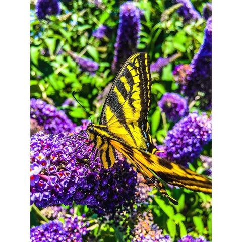 Coming in for a Landing I Black Modern Wood Framed Art Print with Double Matting by Bannon, Heidi