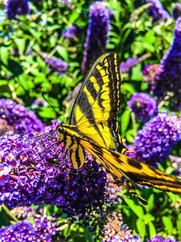 Coming in for a Landing I Black Ornate Wood Framed Art Print with Double Matting by Bannon, Heidi