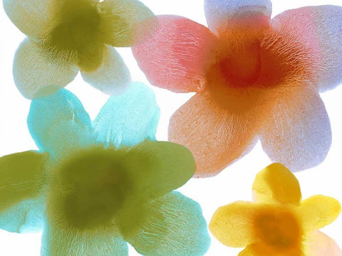 Floral Friends I White Modern Wood Framed Art Print with Double Matting by Carlson, Hannah