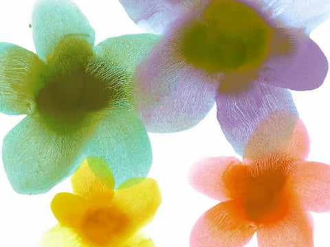 Floral Friends II White Modern Wood Framed Art Print with Double Matting by Carlson, Hannah