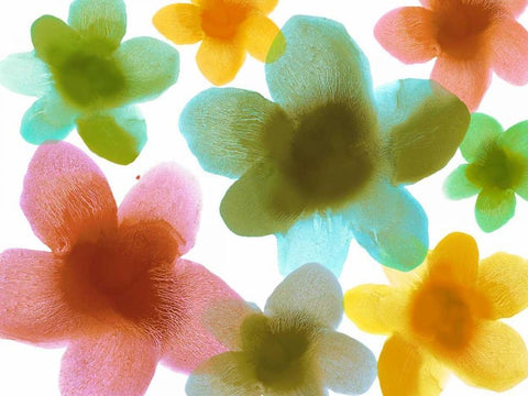 Floral Friends III White Modern Wood Framed Art Print with Double Matting by Carlson, Hannah