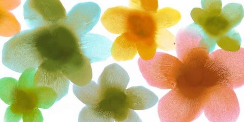 Fresh I White Modern Wood Framed Art Print with Double Matting by Carlson, Hannah