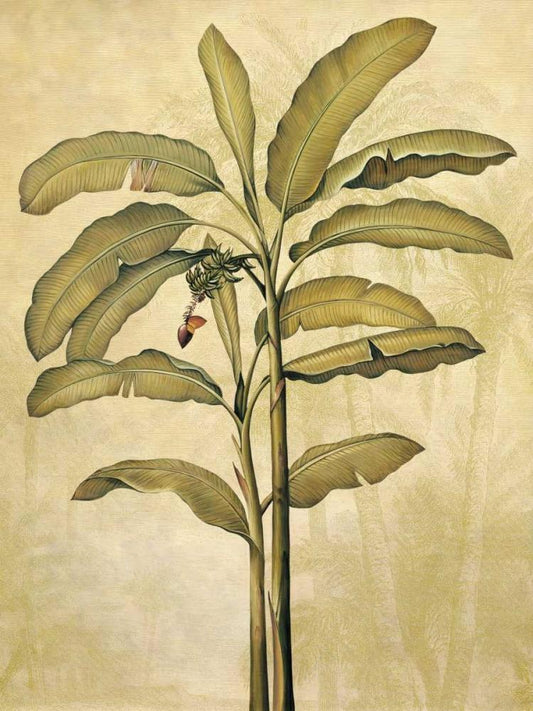 Image Only