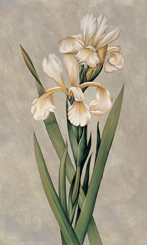 Decorative Irises I White Modern Wood Framed Art Print with Double Matting by Deveraux, Jill