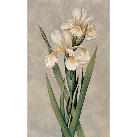 Decorative Irises I Black Modern Wood Framed Art Print by Deveraux, Jill