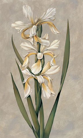 Decorative Irises II White Modern Wood Framed Art Print with Double Matting by Deveraux, Jill