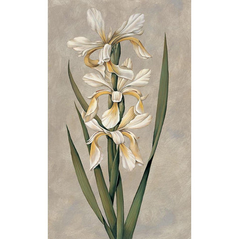 Decorative Irises II Black Modern Wood Framed Art Print with Double Matting by Deveraux, Jill