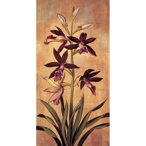 Burgundy Orchid Black Modern Wood Framed Art Print with Double Matting by Deveraux, Jill