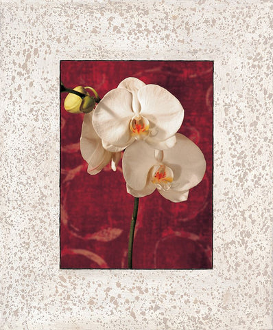 Orchids Black Ornate Wood Framed Art Print with Double Matting by Seba, John