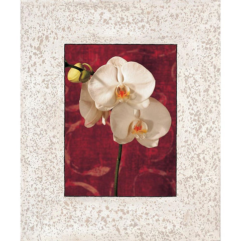 Orchids Black Modern Wood Framed Art Print by Seba, John