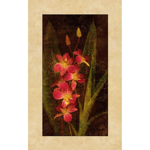 Orchid Black Modern Wood Framed Art Print by Seba, John