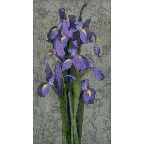 Purple Iris Black Modern Wood Framed Art Print with Double Matting by Seba, John