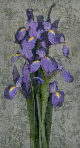 Purple Iris Black Ornate Wood Framed Art Print with Double Matting by Seba, John