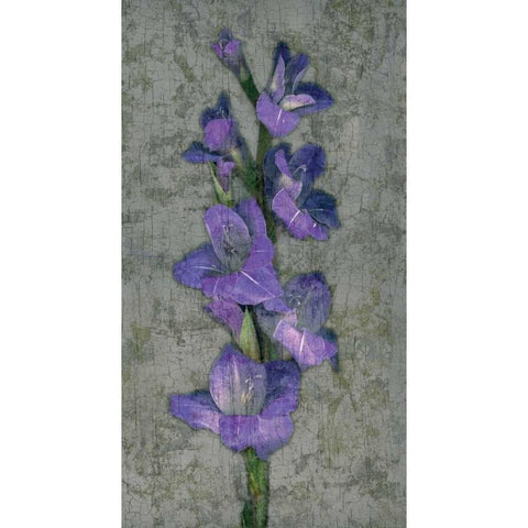 Purple Gladiola White Modern Wood Framed Art Print by Seba, John