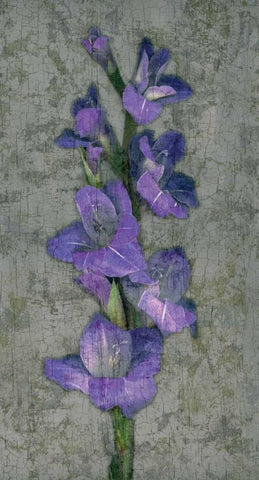 Purple Gladiola Black Ornate Wood Framed Art Print with Double Matting by Seba, John