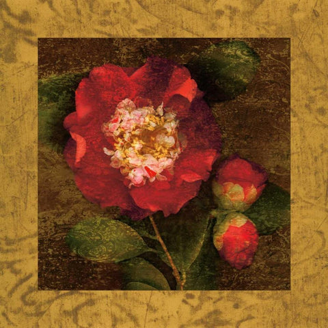 Red Camellias I Black Modern Wood Framed Art Print with Double Matting by Seba, John