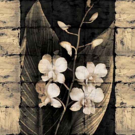 Image Only