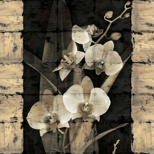 Image Only