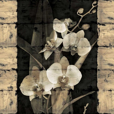 Orchids in Bloom II Black Ornate Wood Framed Art Print with Double Matting by Seba, John