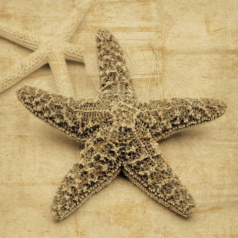 Starfish White Modern Wood Framed Art Print with Double Matting by Seba, John