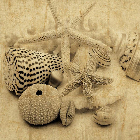 The Collection I Black Modern Wood Framed Art Print with Double Matting by Seba, John