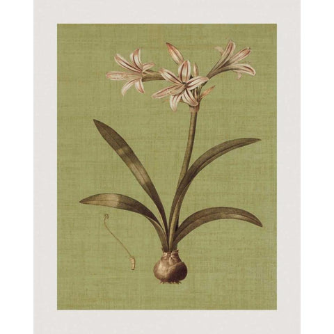 Botanica Verde I Gold Ornate Wood Framed Art Print with Double Matting by Seba, John